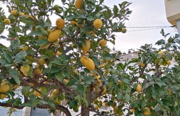 le Boucanier - Foto 47