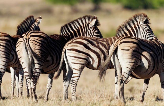 Sneeuberg Nature Reserve - Foto 56