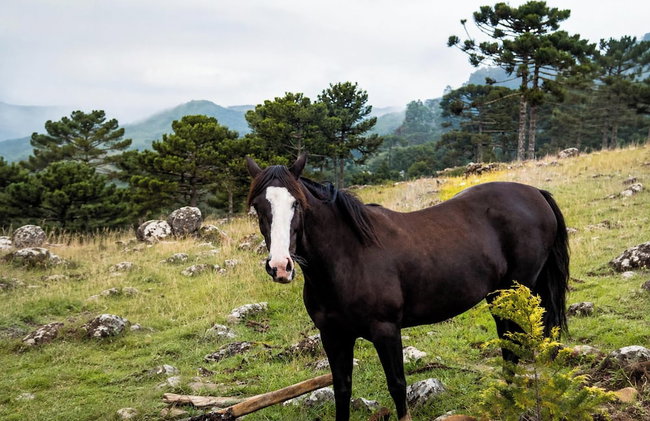 Recanto das Águas - Urubici - SC - Foto 20