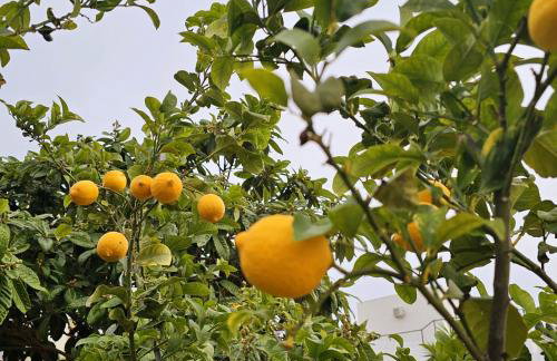 Chalet con piscina, barbacoa y jacuzzi en Valencia - Photo 24