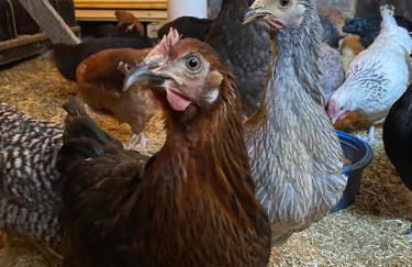 Ferienhof Kluvetasch Appartement Nr 2 - Strandmuschel - Foto 32