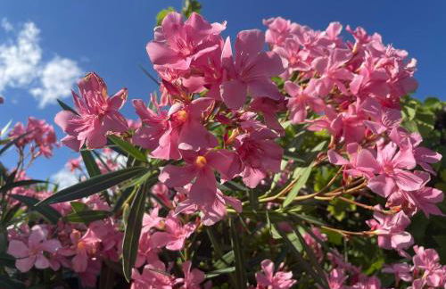 FeWo Passo-Palade - Foto 38