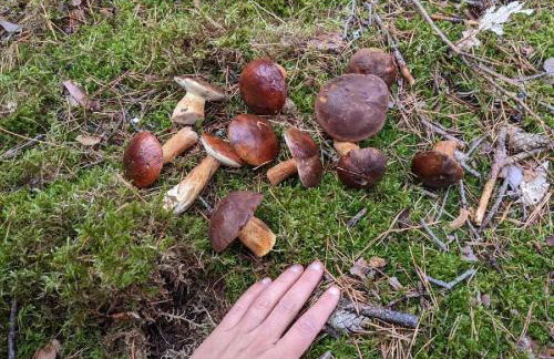 Domki przy jeziorze z prywatną plażą w Borach Tucholskich Pensjonat Alicja wczasy z dziećmi nowe luksusowe domki na skraju jeziora i lasu - Foto 41