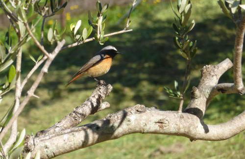 Mare Colline Città d'Arte - Foto 24