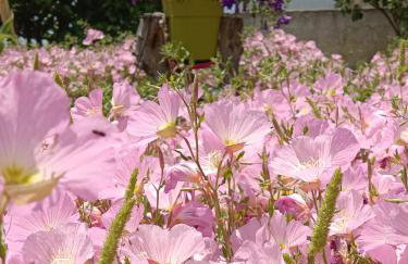 Mikros Paradisos Pelion - Foto 16