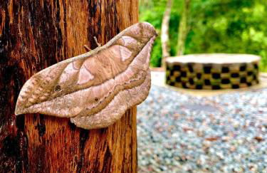 Casa de Campo Rio Miguel - Photo 7