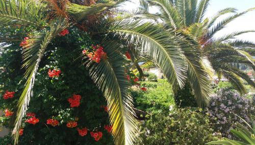 Alexandra Spingou Apartments - Foto 3, Garden, Garden view