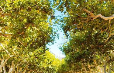 Casa Mayago, terraza y solárium - Foto 50