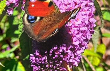 Rose Cottage, 2 Bedroom Cottage with character, near Southwold - Photo 17