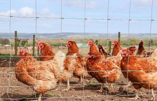 Molly's Cottage - Foto 34