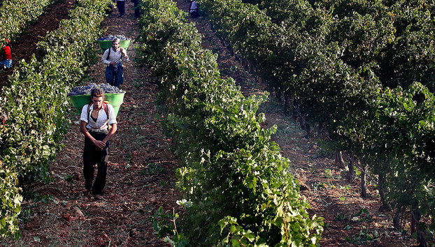 The Bekaa Valley Wineries - Photo 4