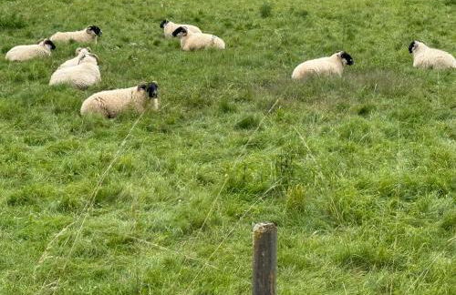 Ferienwohnung am Wald - Photo 11