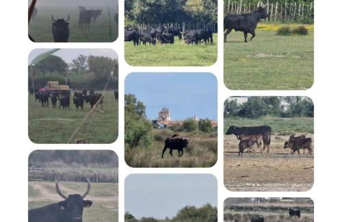 L Abri-côtier Appartements - Foto 70