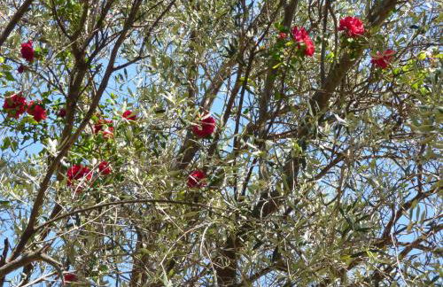 Pool House Renoir with heated pool and private garden - Foto 65