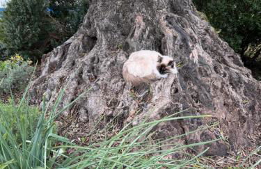 Quinta do Faisco - Photo 33