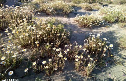 Casa nel parco sulla spiaggia - Foto 23