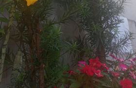 Casa bem te vi - Foto 30