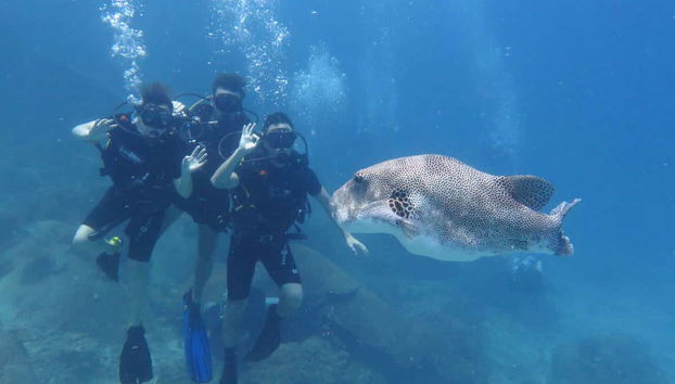 Koh Tao Diving - Photo 3