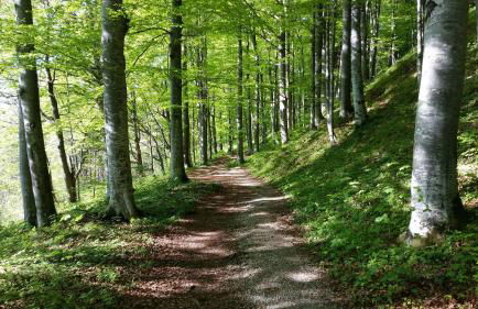 Ferienapartment Opitz - Zugspitzregion - Foto 27