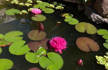 Pension mit Moselblick - Foto 35