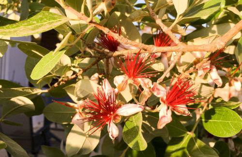 Livingfy Apt with mountain view & garden - Foto 13