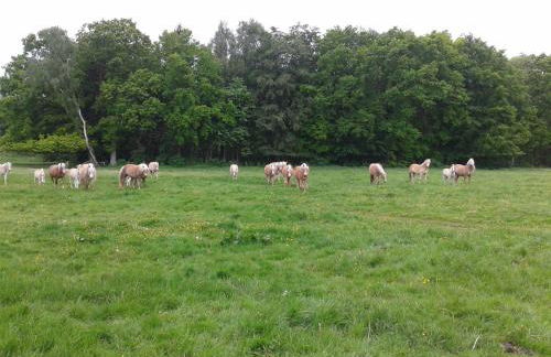 Wohnung in Zarnewanz nahe Ostsee - Foto 13