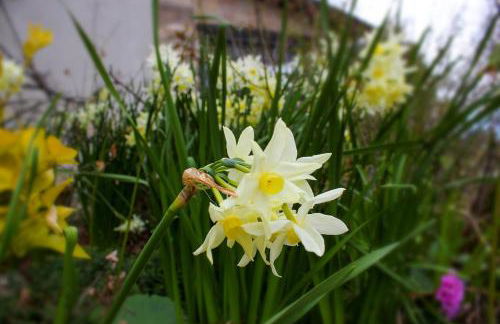 At Aunt Daniela house Oasis on Silence - Photo 7