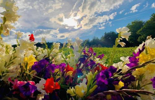 Luxury Farm Stay-Bonds Corner Bungalow-Wolf Pine Hollow - Foto 23