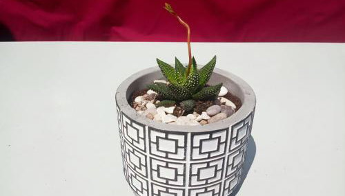 Maria's Cottage House - Foto 5, Garden