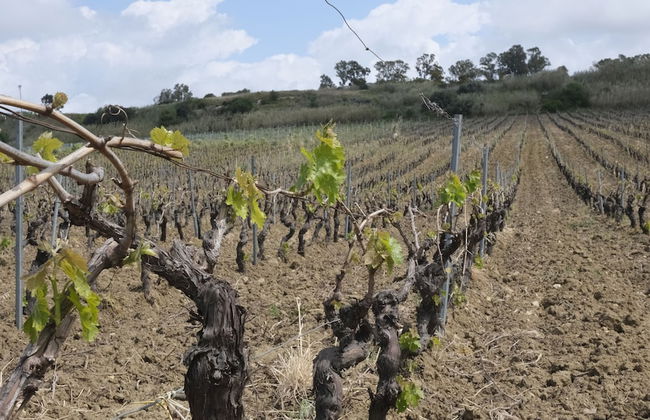 Fattoria Manostalla - Foto 19