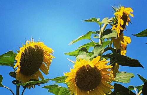 Chambre en pierre - Foto 72