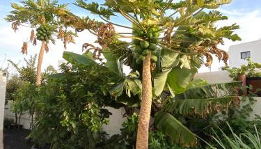 Jardín del mar - Foto 2