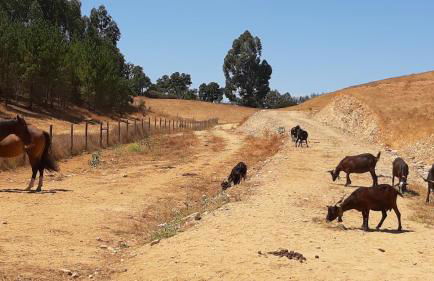 Gecko Pego Longo - Foto 20