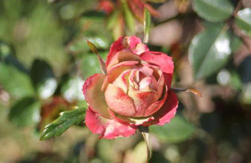 Ferienwohnung "Eifelstueffje" - Foto 60