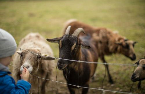 Birkenhof - Ferienhof, Landcafe und Rösterei - Photo 10