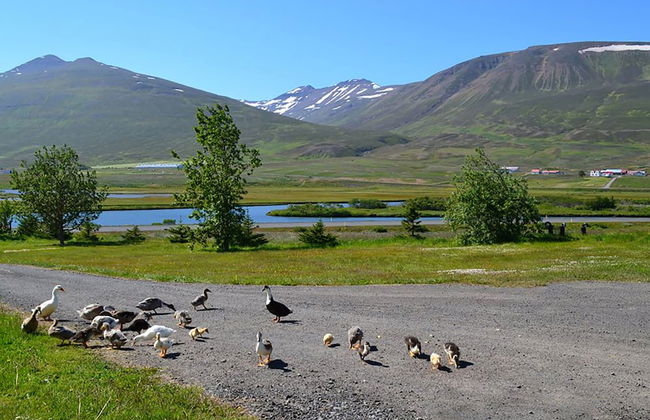 Höfði Cottages - Foto 66