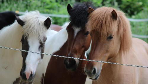 Agriturismo Colle del Lupo - Foto 2