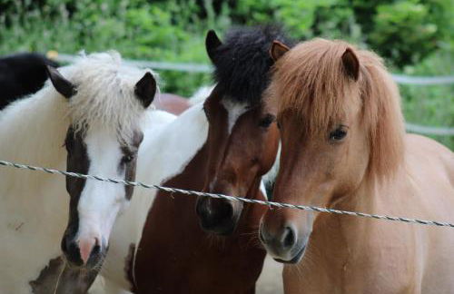 Agriturismo Colle del Lupo - Foto 2