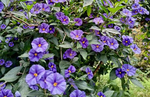 Le Petit Chateau - Foto 10