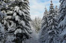 Harzquartier - Foto 46