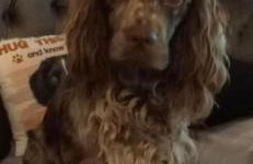 8 Berth Caravan at Blue Dolphin East coast - Foto 31