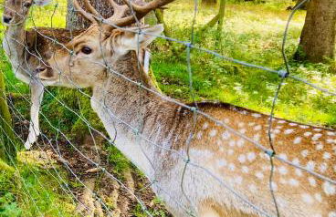 Panoramablick mit Premium-Wanderwegen vor der Haustür - Foto 59