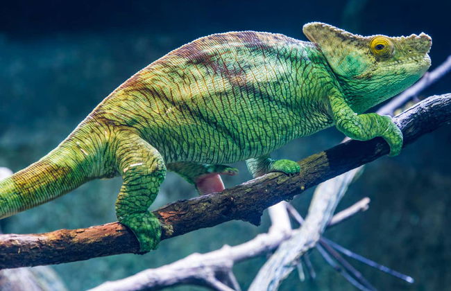 Entrada al Acuario de Cattolica - Foto 7