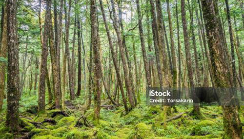 Casa linda, ótima localização, 2 vagas de garagem - Foto 3