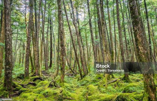 Casa linda, ótima localização, 2 vagas de garagem - Foto 3