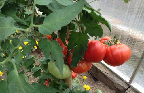 GITE CHOUCHOU - Photo 18