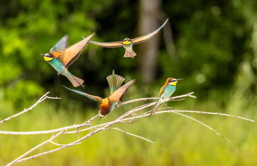 L'Orgelétaine : Grande Maison au milieu des Lacs du Jura - Foto 69