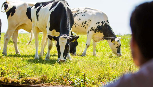 Osservando le mucche al pascolo
