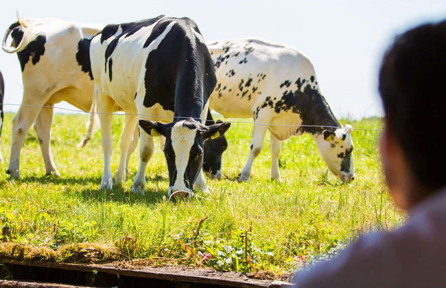 Excursión a Giethoorn - Foto 4