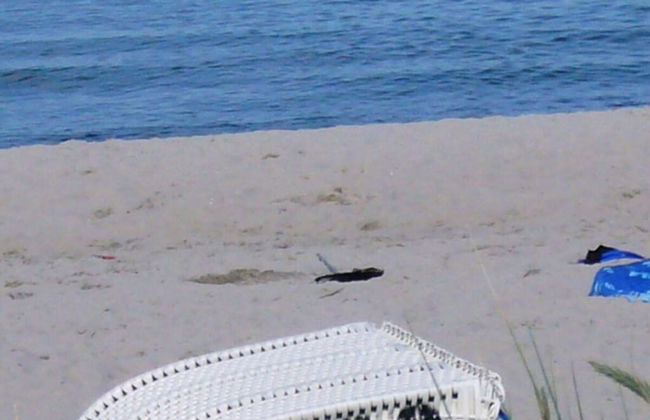 Herring Gull - Foto 18